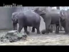Amateur zoo sex footage of a lascivious elephant trying to tempt his fellow